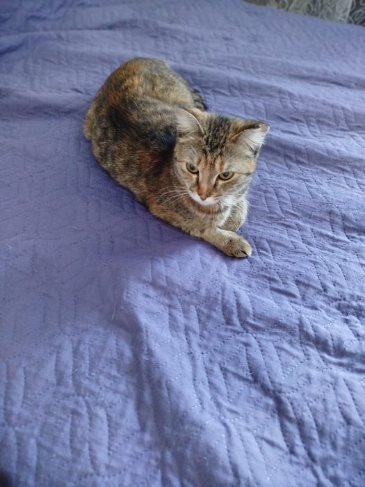 Стерилизованная кошечка