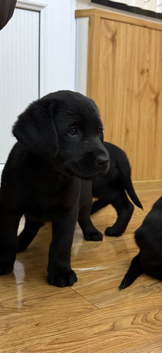 Продаются щенки лабродора ретривера