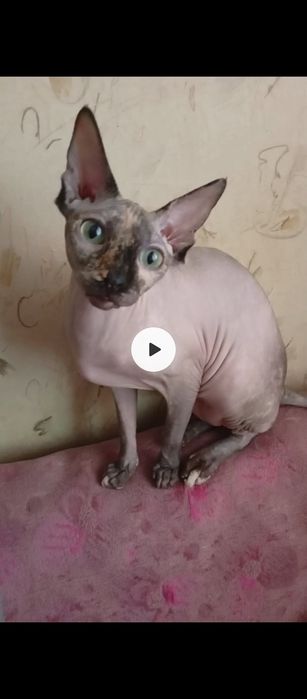 Канадский сфинкс