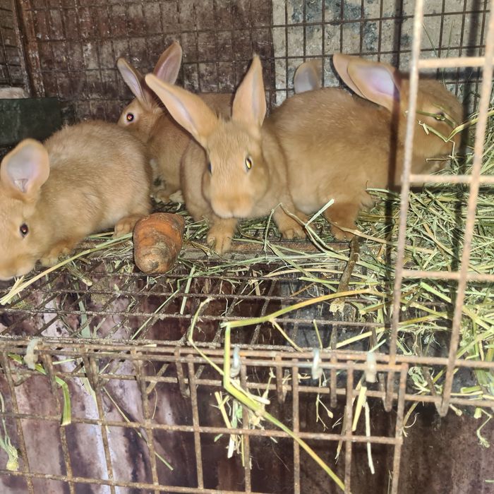 Бургунские  кролики