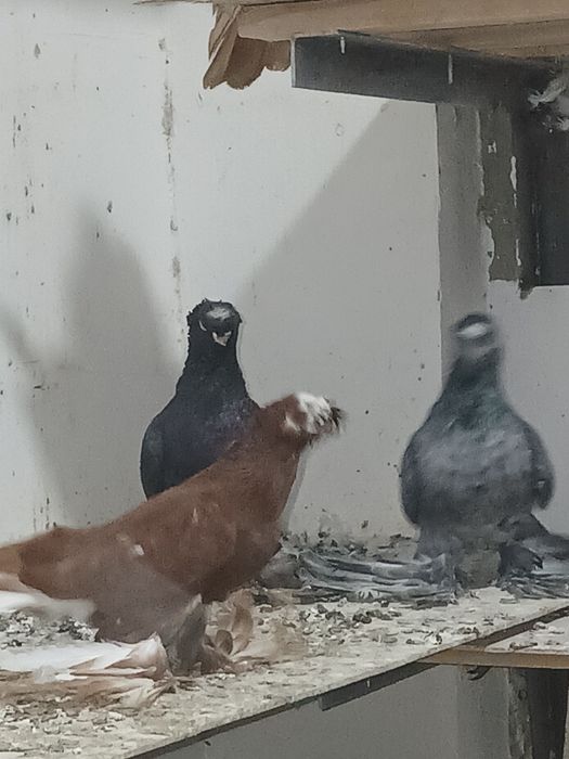 Голубы под сеточние