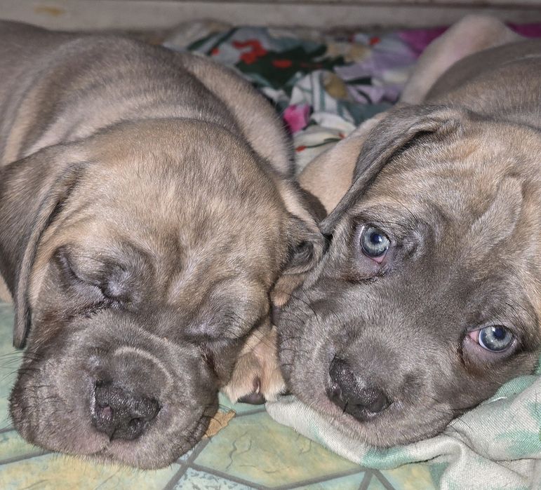 Продаются щенки кане корсо