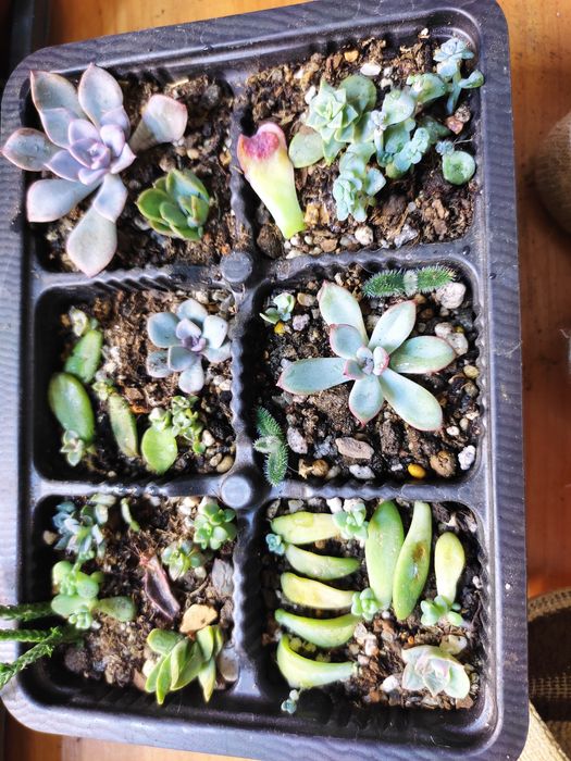 Суккуленты разные,укоренённые деткии