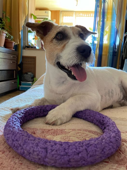 Джек Рассел Терьер