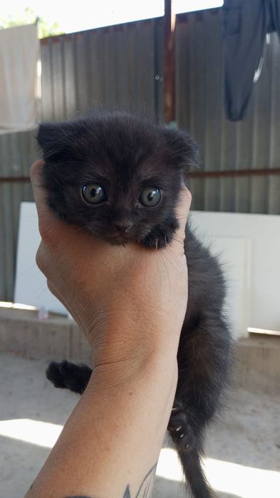 Скоттиш фолд котята