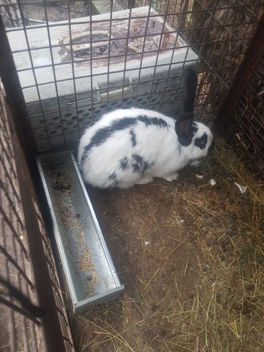 Se vinde iepuri Fluture german