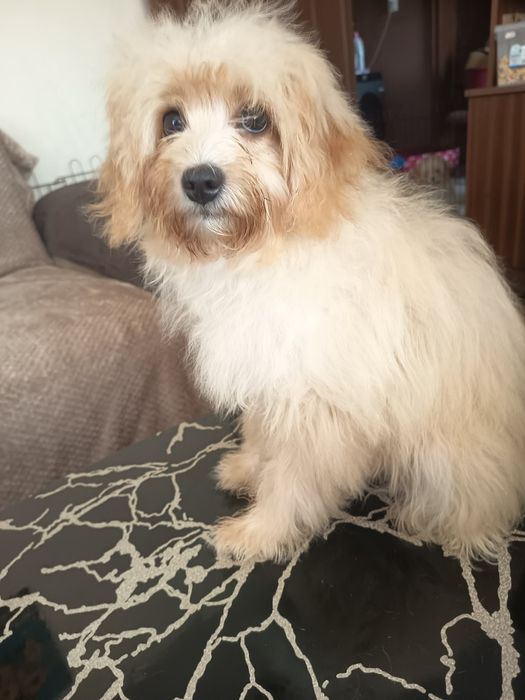 Фантастични Помапу кученца