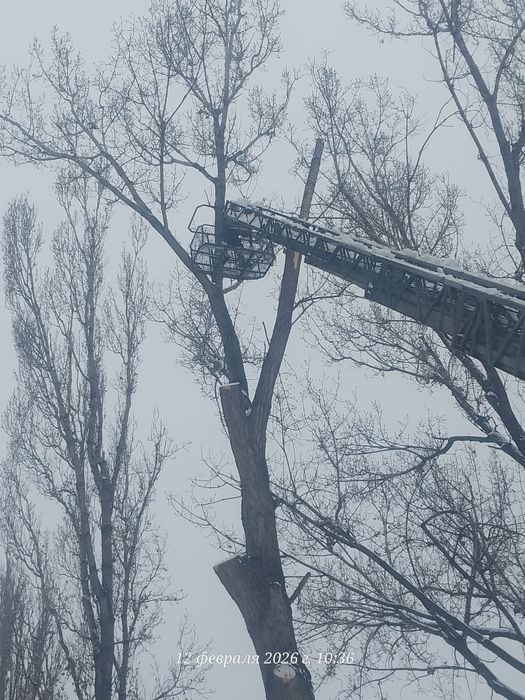 Спил и формовка деревьев