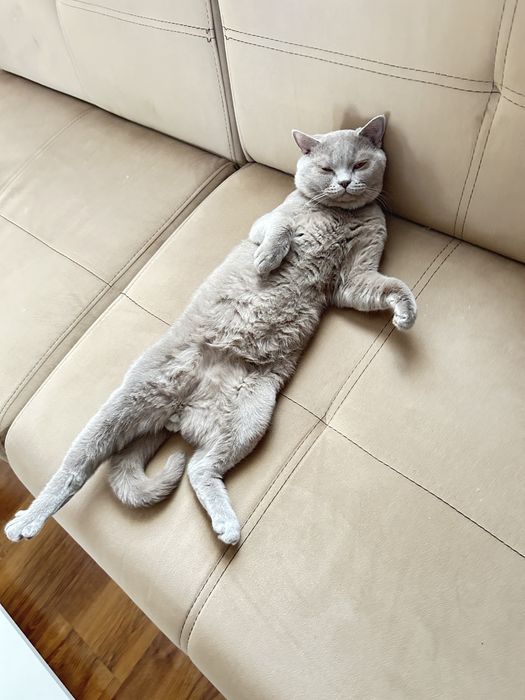 Британска късокосместа