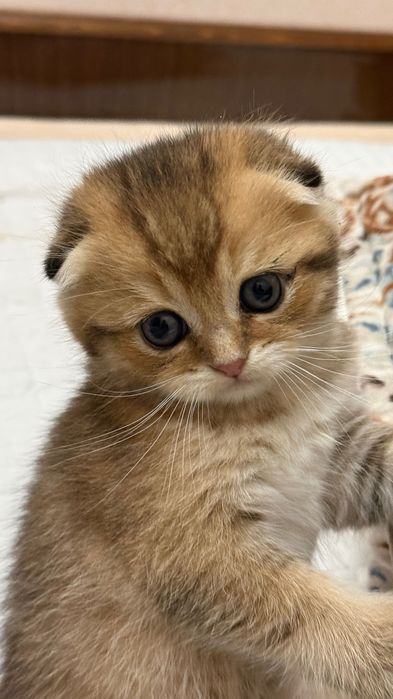 Продаю шотландских котят