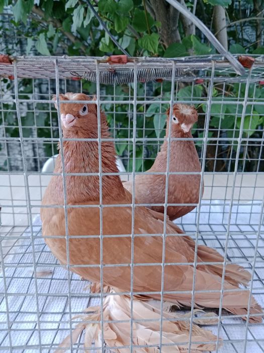 Продам пару жнлтых