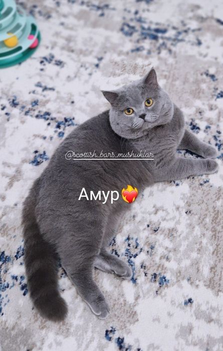 Osiyo defloratsiyasi pornosini tomosha qiling