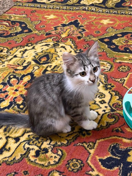 Котенок девочка 2 месяца