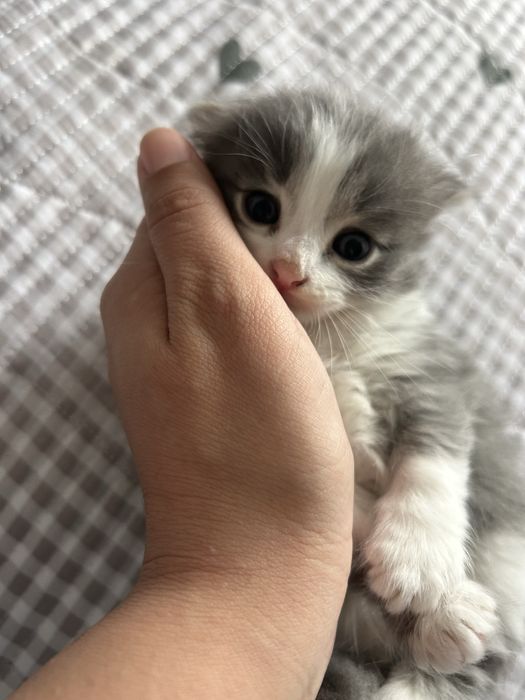 Вислоухие котята