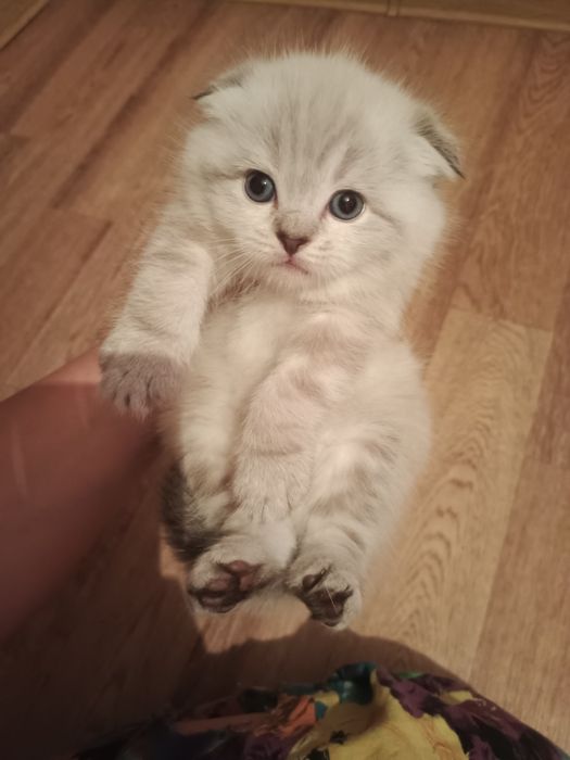 Шотландские котятки Резерв
