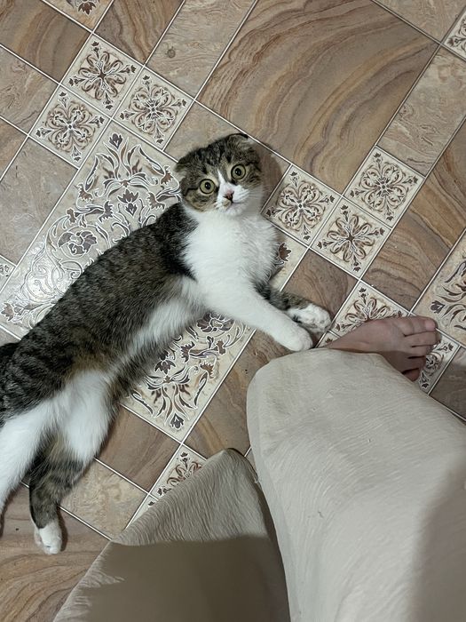 отдам даром кошку