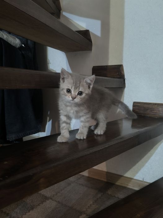 Продаются британские котята
