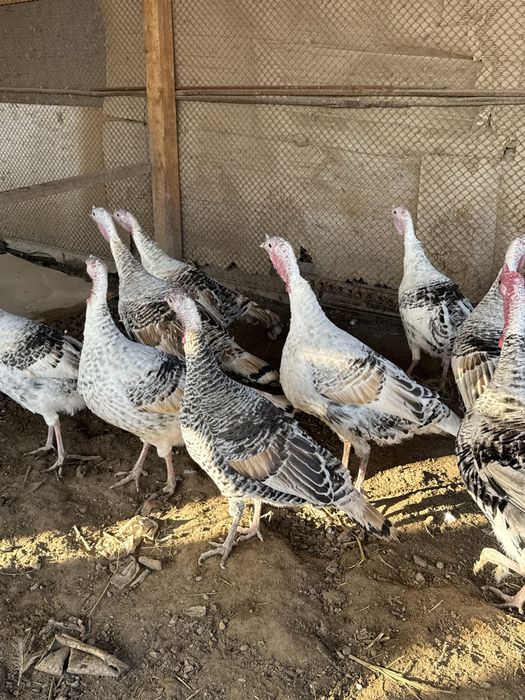 Индюк сатылады 11 шт