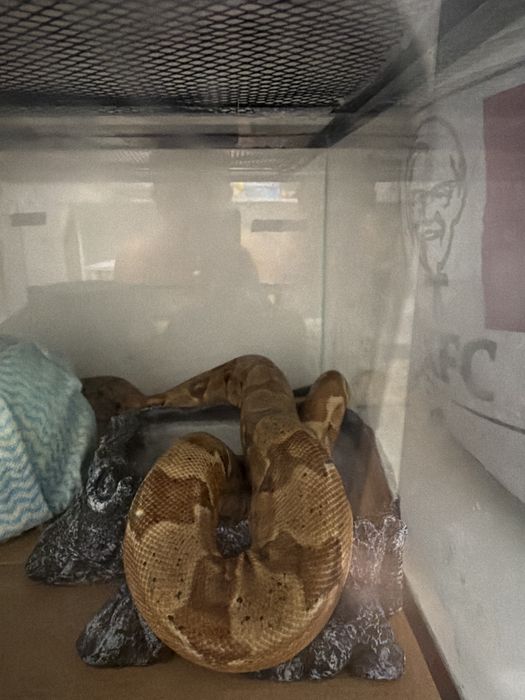 Королевский питомец чёрез ватцап