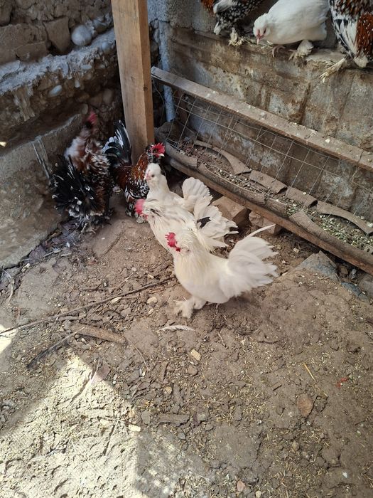 Куры карликовые...