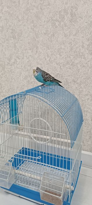 Продам попугая с клеткой