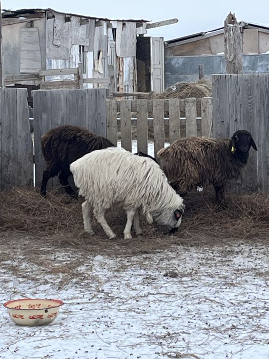 Токтылар сатылады 50к