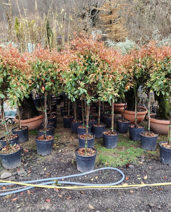 Amenajări grădini de la A la Z