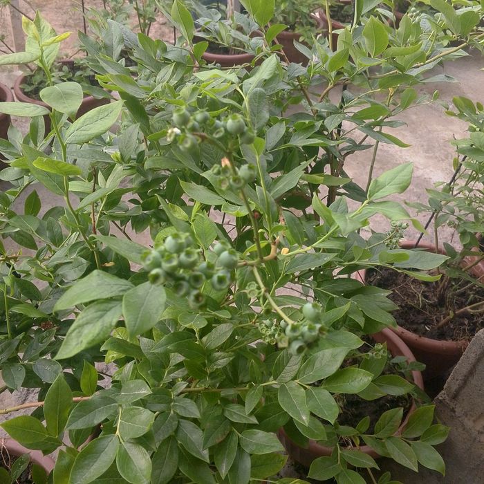 Golubika koʻchati 100% kafolot