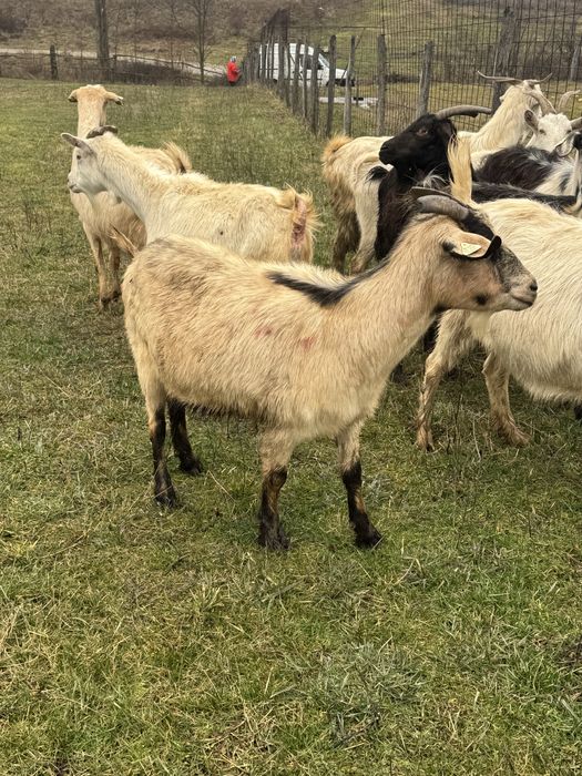 Capre gestante de vanzare