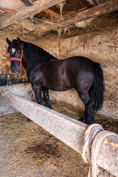 Vand doua mânze deosebite !