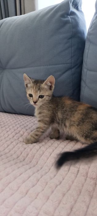 Отдам котят в добрые руки.