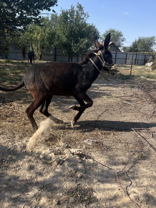 Продам Ишаков срочно
