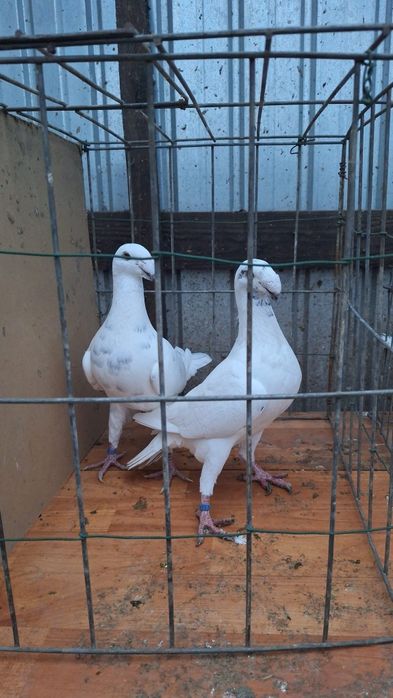 Voiajori Germani de frumusețe