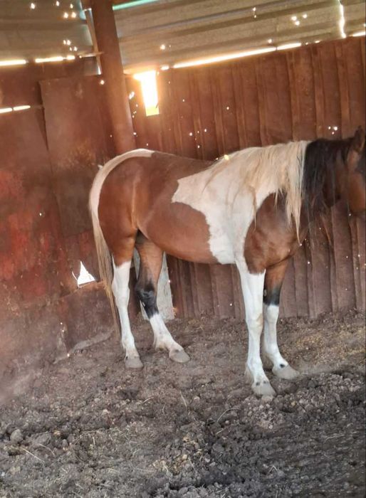 Продам лошадь Бие