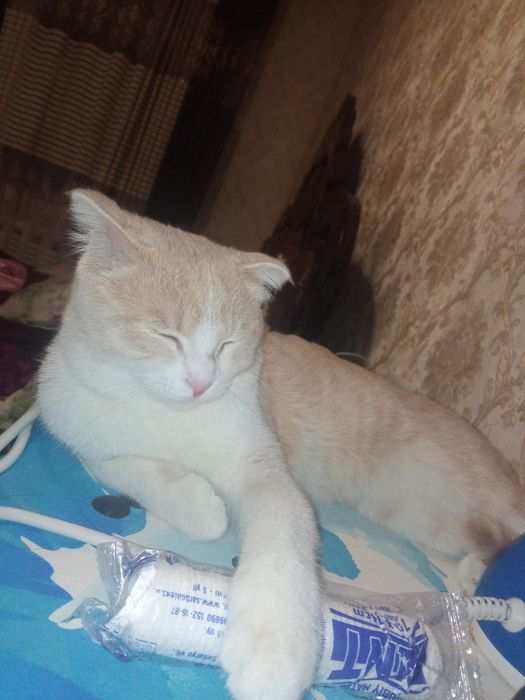 Скоттиш полукровка