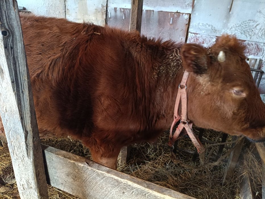 Продам крс телка