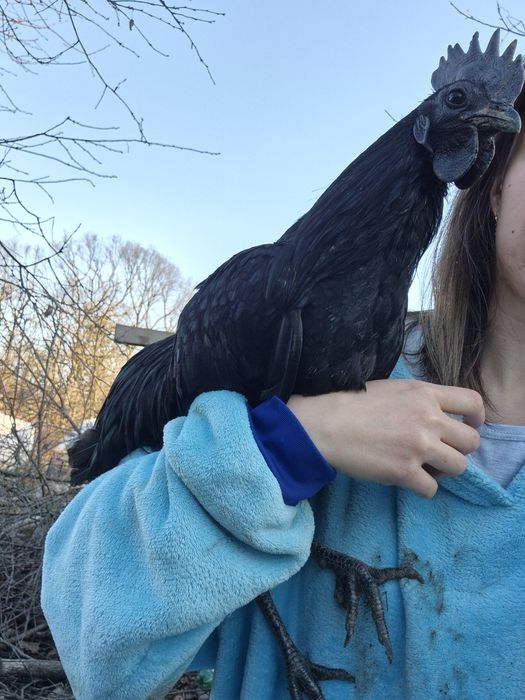 Ouă incubat Wyandotte, Ayam, Araucana, Brahma, mătase – fertilizate