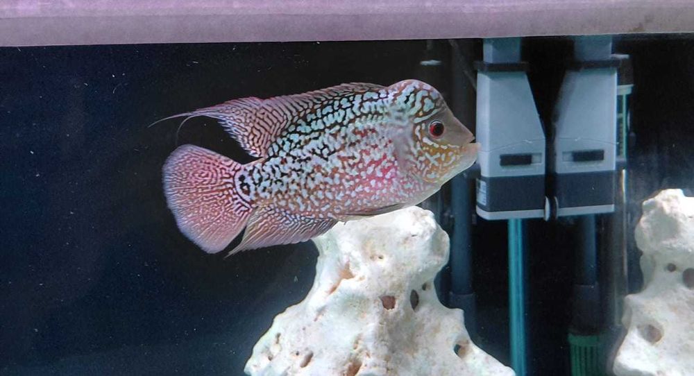 ciclide flowerhorn