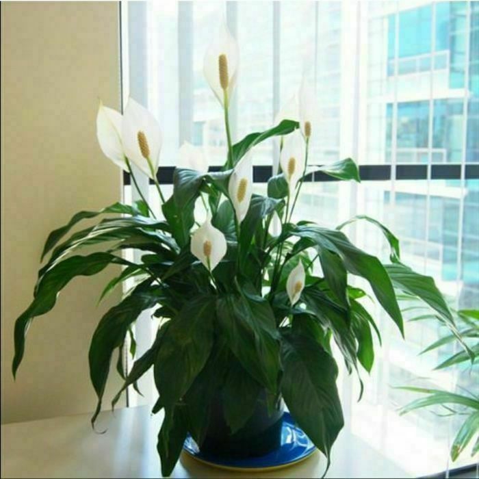 Продам комнатные цветы