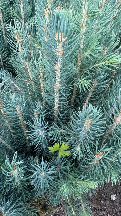 Голубая Ель кўчатлари сотилади!