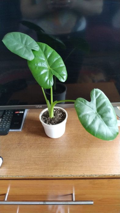 Продам молодые  комнатные растения