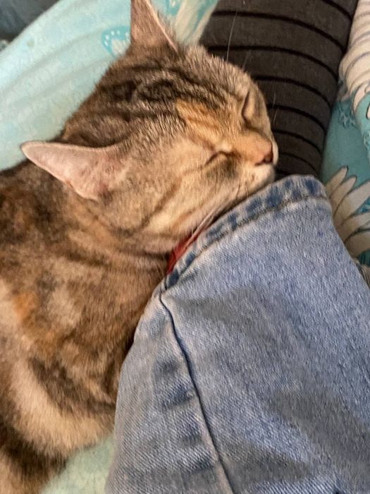 Кошечка ищет дом