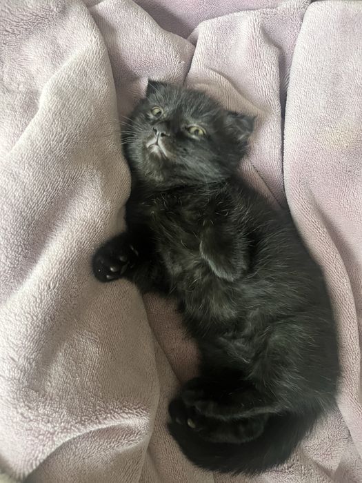 Шотландские котята ищют дом