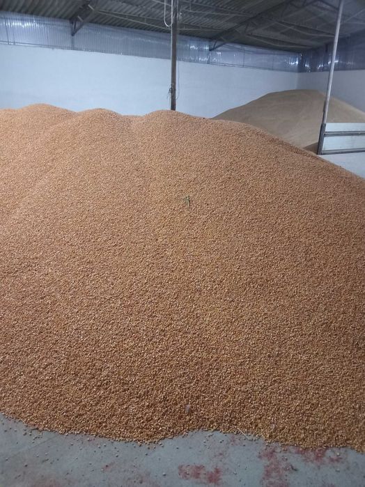 Porumb de vanzare 2025