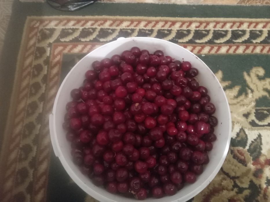 Срочно дачные свежие вишни