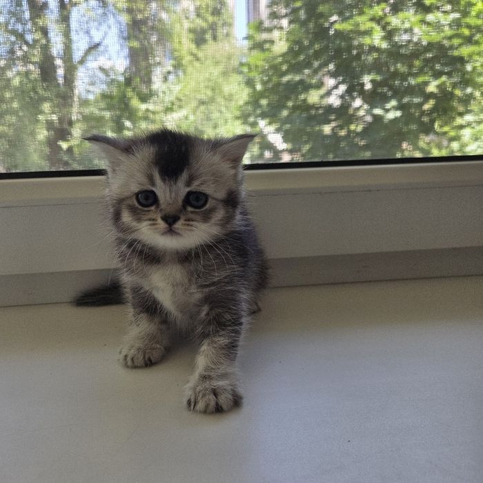 Продаются породистые котята