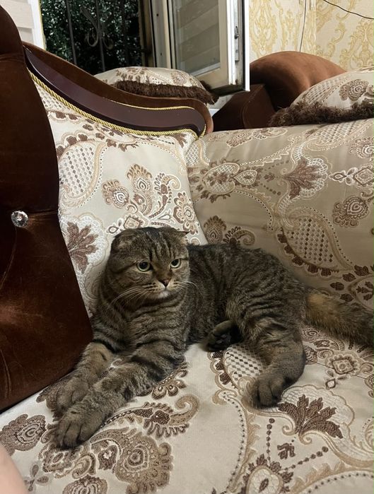 Скоттиш фолд мальчик