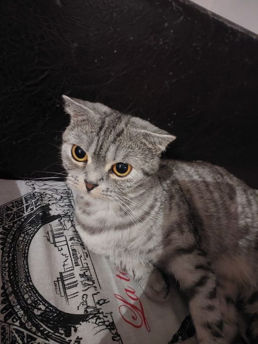 Шотландские скоттиш фолд вислоухие