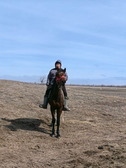 Продажа лошадей жеребчик