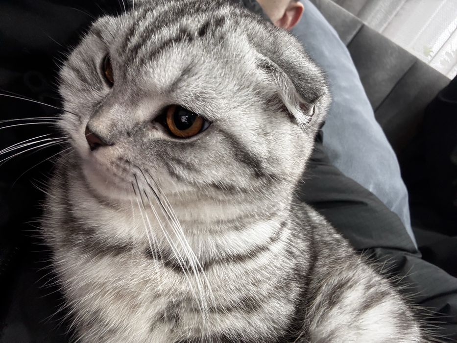 Шотландская вислоухая кошка